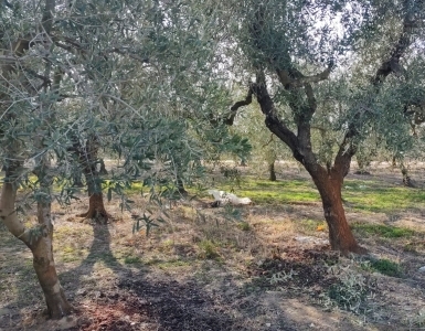 Terreno