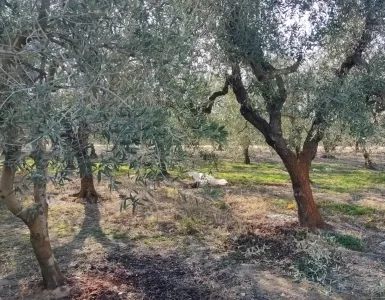 oliveto di mezzo ettaro circa in vendita a Barletta