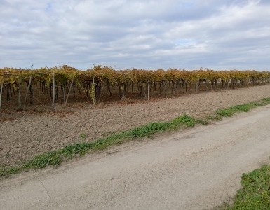Terreno