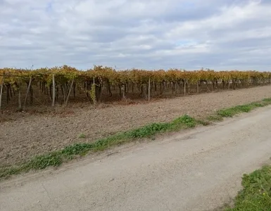7 ettari a Cerignola in vendita a Barletta