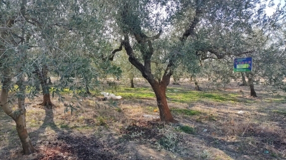 oliveto di mezzo ettaro circa a Barletta
