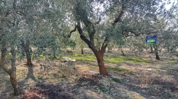 oliveto di mezzo ettaro circa a Barletta